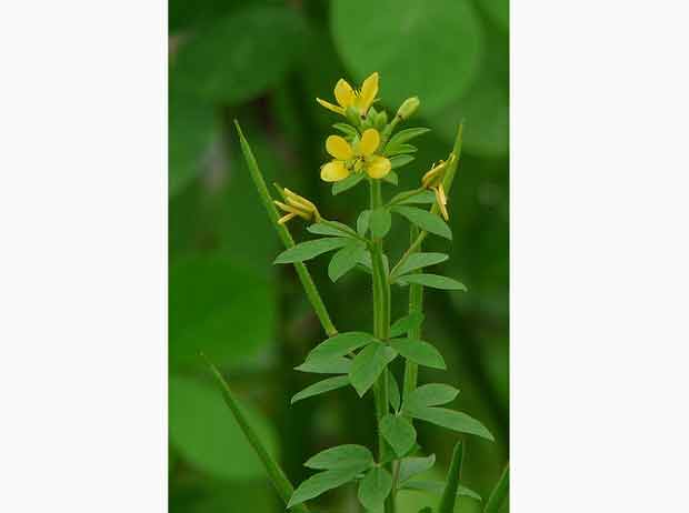 Màn màn hoa vàng - Cleome viscosa L.
