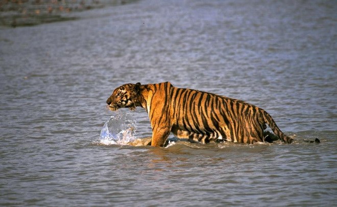 Một con hổ Bengal ở khu vực Sunderbans. Ảnh minh họa.