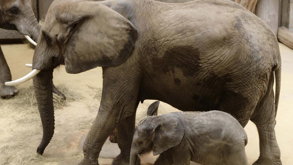 Hai mẹ con voi châu Phi trong sở thú ở Vienna; 04/09/2014. Chỉ trong vòng 10 năm, lượng voi trên toàn thế giới đã giảm mất 60%. REUTERS/Heinz-Peter Bader