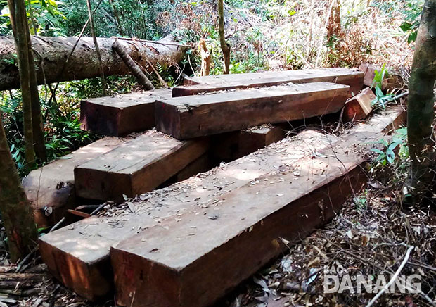 Lãnh đạo Sở NN&PTNT khẳng định chỉ đạo xử lý nghiêm vụ lâm tặc tập kết gỗ lậu gần Trạm quản lý, bảo vệ rừng Cà Nhông.