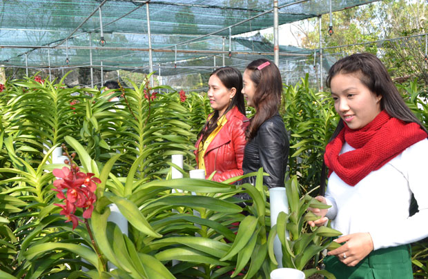 Mô hình trồng phong lan cắt cành của anh Nguyễn Xuân Hùng ở thôn Dương Sơn, xã Hòa Châu.