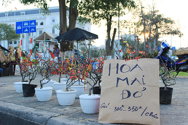 Những chậu mai đỏ được bày bán trên đường phố ở Đà Nẵng.