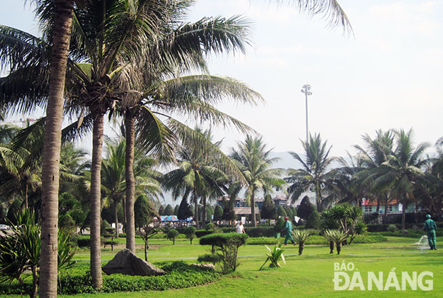 Hầu hết cây dừa trồng ở ven biển Đà Nẵng đã được phòng bệnh bọ dừa . Ảnh: H.N