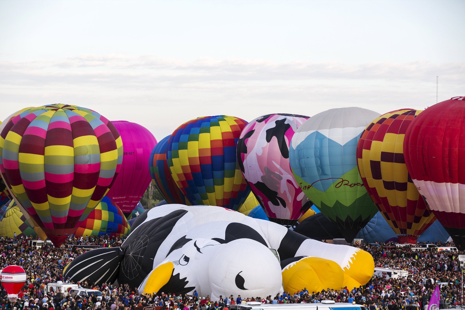 Hàng ngàn người tham quan đang tụ tập để xem khí cầu, xung quanh những khí cầu hình tròn truyền thống là một khí cầu hình con bò sữa đang nằm dưới đất.