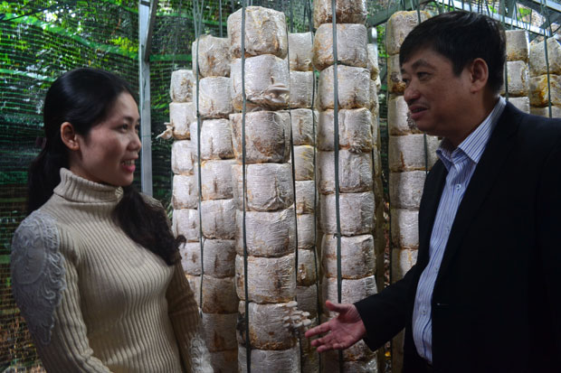 Ông Đặng Việt Dũng thăm mô hình trồng nấm của chị Trần Thị Tố Trinh (phường Thọ Quang, quận Sơn Trà)