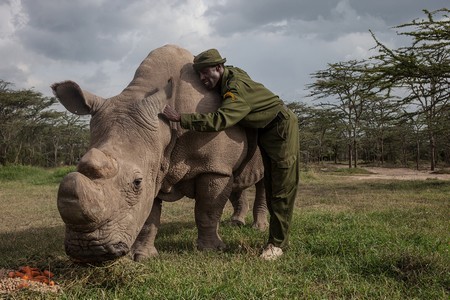 Nhân viên kiểm lâm Mohammed Doyo đang chăm sóc chú tê giác trắng miền bắc đực cuối cùng còn lại trên trái đất có tên Sudan. Hiện chú tê giác Sudan được bảo vệ nghiêm ngặt suốt 24 giờ mỗi ngày.