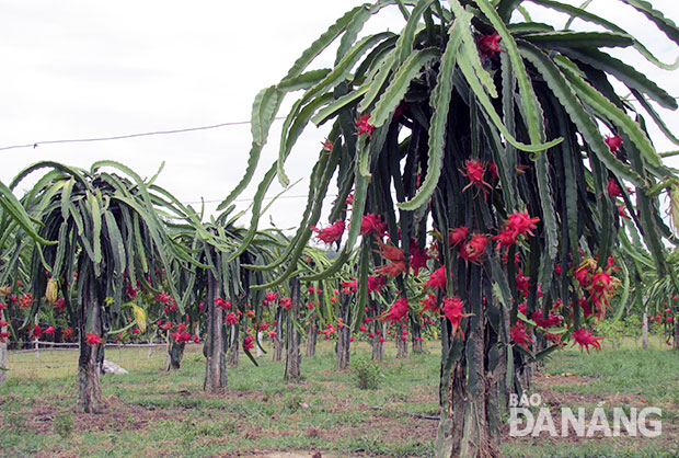 Thanh long ruột đỏ được trồng thành công tại xã miền núi Hòa Phú.