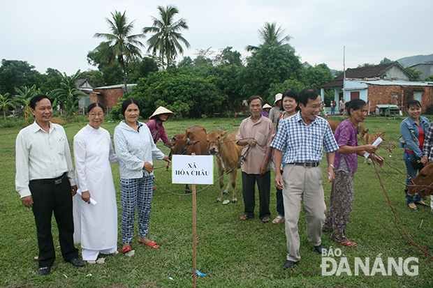 Hội Từ thiện và bảo vệ quyền trẻ em thành phố hỗ trợ bò giống cho hộ nghèo ở huyện Hòa Vang.