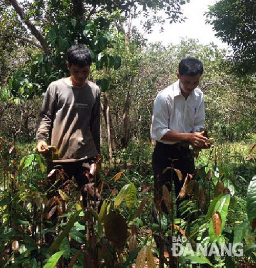 Rau bép hay Lá nhíp được trồng xen trong vườn điều ở Bình Phước. (Ảnh: danviet.vn)