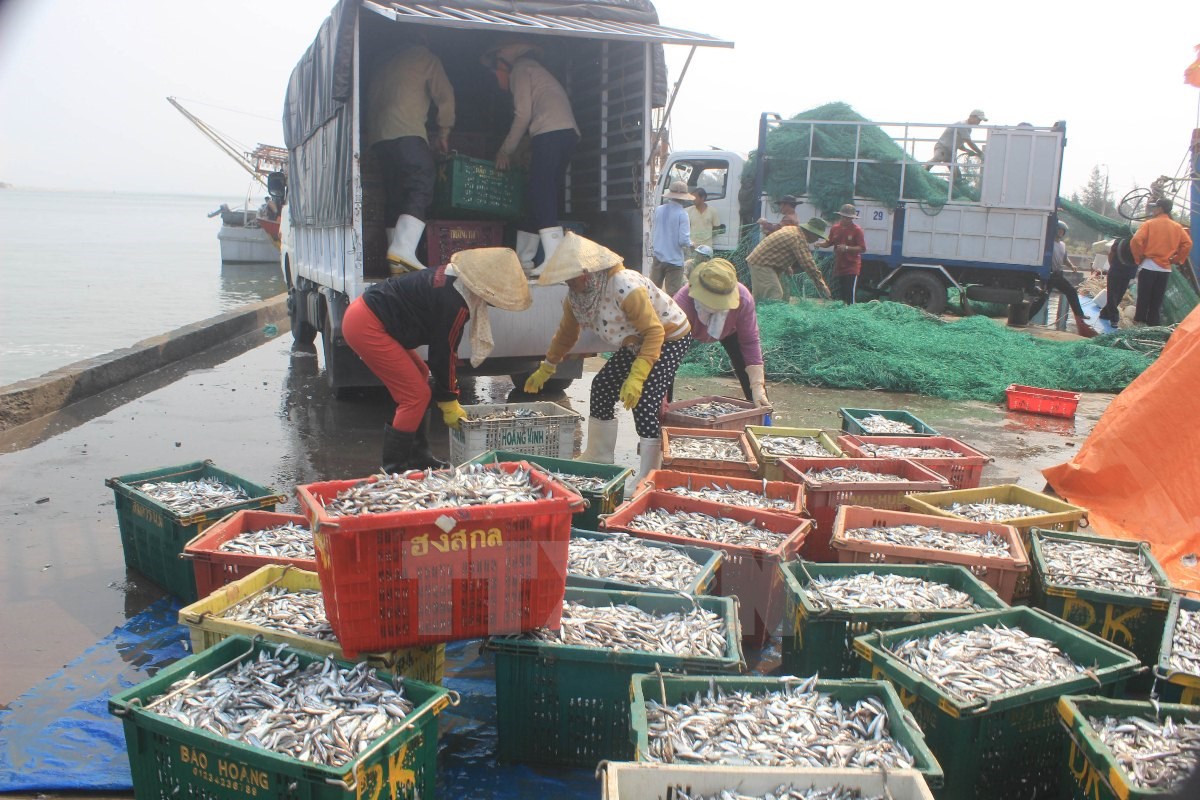 Đời sống người dân Quảng Trị lao đao vì cá chết hàng loạt ngoài bờ biển. (Nguồn ảnh: TTXVN)