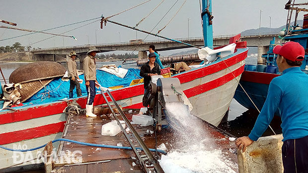 Ngư dân từ Đà Nẵng đến Bình Định vẫn ra khơi.  Trong ảnh: Ngư dân xay đá tại Âu thuyền Thọ Quang vào sáng 27-4 chuẩn bị ra khơi.
