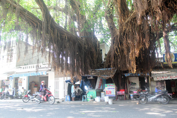 “Quán ông Quảng” nằm bên gốc cây đa già trên 600 tuổi.