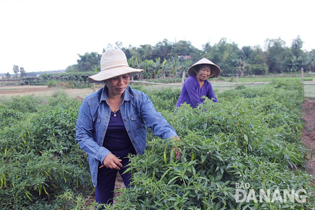 Người dân thôn Bồ Bản 2, xã Hòa Phong áp dụng mô hình trồng ớt cho năng suất và hiệu quả kinh tế cao. Ảnh: Gia Huy