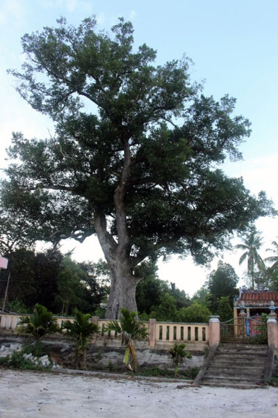 Một cây Kơ nia cổ thụ dáng rất đẹp tại thôn Phú Hòa 1, xã Hòa Nhơn, huyện Hòa Vang.Ảnh: P.C.T