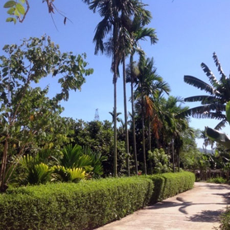 Không gian sinh thái trong lành với vườn cây ăn trái ở thôn Thái Lai 