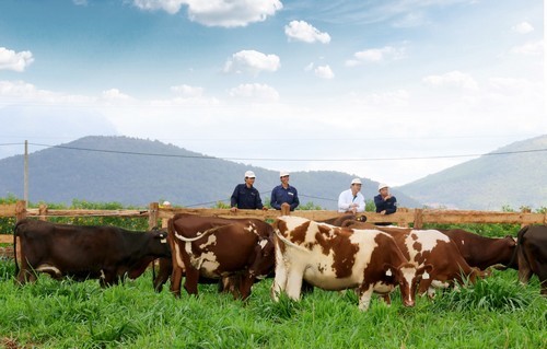 Trang trại bò sữa Organic chuẩn châu Âu đầu tiên tại Việt Nam của Vinamilk sắp khánh thành. Đàn bò organic nuôi tại đây được Vinamilk nhập từ Úc là những giống bò tự nhiên, khỏe mạnh và có sức miễn dịch tốt để thích nghi với khí hậu tại đây. Ảnh: Dũng Phương