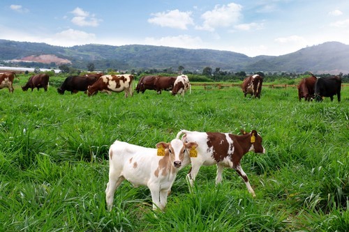 Hiện trang trại bò sữa Organic đầu tiên tại Việt Nam của Vinamilk đã hoàn thành việc đánh giá chuẩn Organic châu Âu cho đồng cỏ, trang trại bò sữa. Ảnh: Dũng Phương