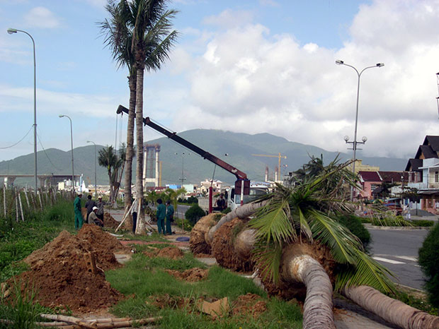 Công nhân Công ty Công viên cây xanh Đà Nẵng trồng lại hàng cây bị ngã đổ sau bão số 6.  (ảnh chụp chiều ngày 3-10-2006)
