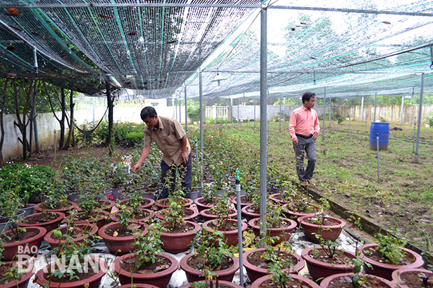Một mô hình trồng hoa ở xã Hòa Khương được hỗ trợ 300 triệu đồng nhưng sản xuất chưa hiệu quả.