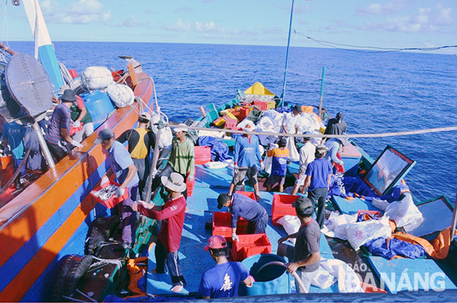 Tàu dịch vụ hầu cần nghề cá ĐNa 90444 thu mua hải sản tại khu vực Vịnh Bắc bộ.