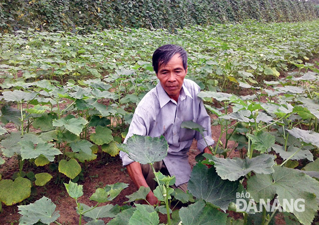 Ông Nguyễn Lương Bảy chăm sóc đậu bắp cho vụ Tết tới. Ảnh: V.T.L