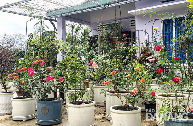 Khu vườn hồng khoe sắc của gia đình chị Tuyết ở Hòa Khương, Hòa Vang. Ảnh: T.Y
