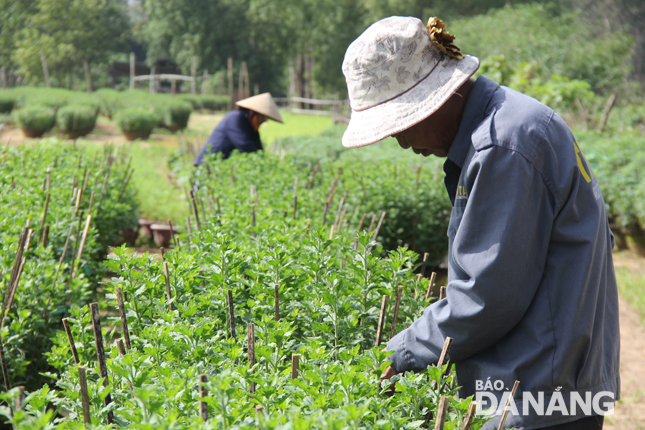 Người trồng hoa Tết ở địa bàn huyện Hòa Vang đang tất bật chạy đua với thời gian để chăm sóc từng chậu hoa với hi vọng hoa nở đúng dịp Tết Nguyên đán.