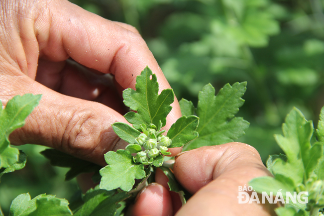 Theo hầu hết người trồng hoa ở thôn Dương Sơn, nếu may mắn và thời tiết thuận lợi từ giờ tới cận Tết thì hy vọng trúng được khoảng 50% số chậu cúc bung hoa. 