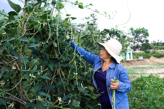 Mô hình rau an toàn tại thôn Bồ Bản 2 (xã Hòa Phong) tạo điều kiện cho nhiều lao động địa phương có việc làm, tăng thu nhập. Ảnh: QUỐC KHẢI