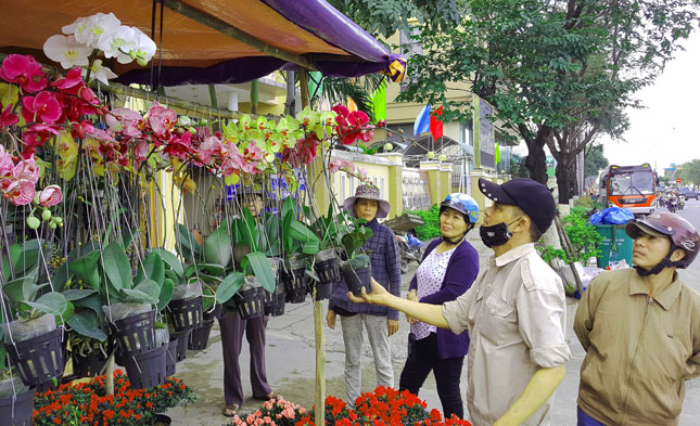 Nhiều loại hoa lan khắp nơi được đưa về trưng bày bán ở chợ Hoa xuân.