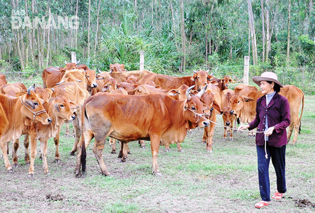 Với nguồn vốn vay từ Agribank Chi nhánh Hòa Vang, trang trại nuôi bò lai Sind của ông Trần Văn Bảy đã góp phần giải quyết lao động tại địa phương. 