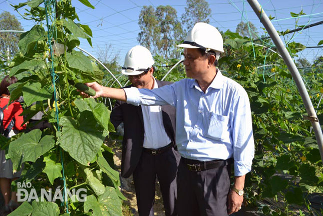 Lãnh đạo huyện Hòa Vang thăm mô hình sản xuất rau theo công nghệ tưới nhỏ giọt của Israel tại xã Hòa Khương.  						                 Ảnh: VIỆT DŨNG