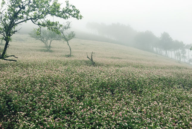 Sương mù và đồng hoa tam giác mạch ở Vân Hồ. Ảnh: H.N