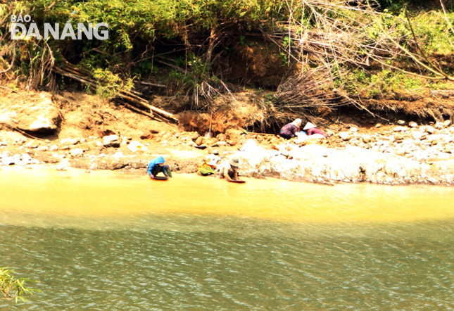Nhiều người dân tranh thủ nước sông Bung hạ thấp để đào đãi vàng