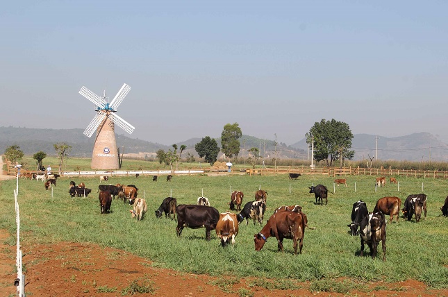 Một góc trang trại bò sữa Vinamilk Organic chuẩn châu Âu đầu tiên ở Việt Nam tại Lâm Đồng. Ảnh: Xuân Xuân