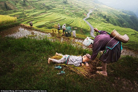 Tại Quí Châu, Trung Quốc, bố mẹ của cậu bé này đang bận rộn thu hoạch khi bà nội 90 tuổi tận hưởng chút thời gian nghỉ ngơi của mình để đến dịu dàng xoa đầu cháu.