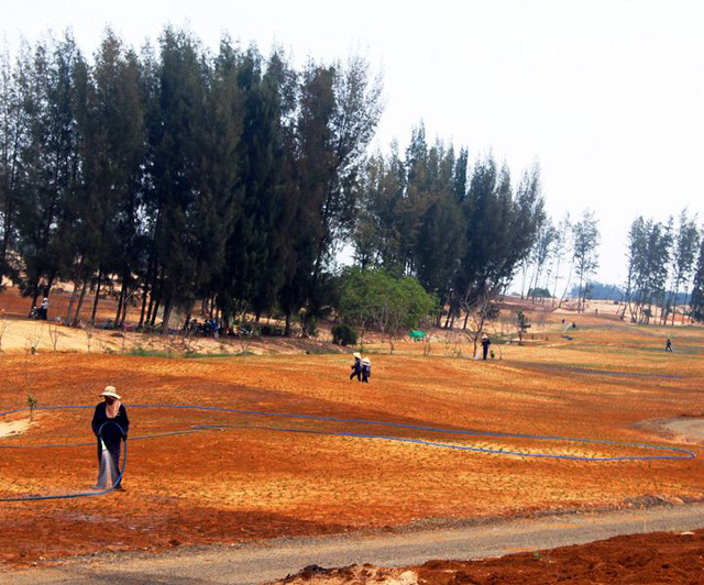 Một khu vực cỏ đã được công nhân trồng