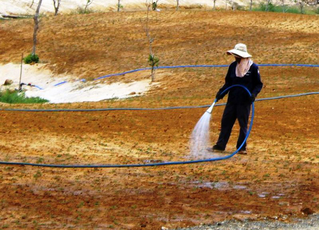 Một công nhân đang tưới nước cho cỏ sân golf.