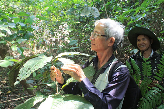PGS.TS Nguyễn Tập và cây Lá khôi ra hoa tại Khu bảo tồn thiên nhiên Sơn Trà. Ảnh: P.C.T