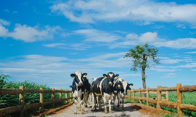 Những cô bò trên trang trại Organic Đà Lạt – trang trại bò sữa đạt tiêu chuẩn organic châu Âu đầu tiên tại VN.