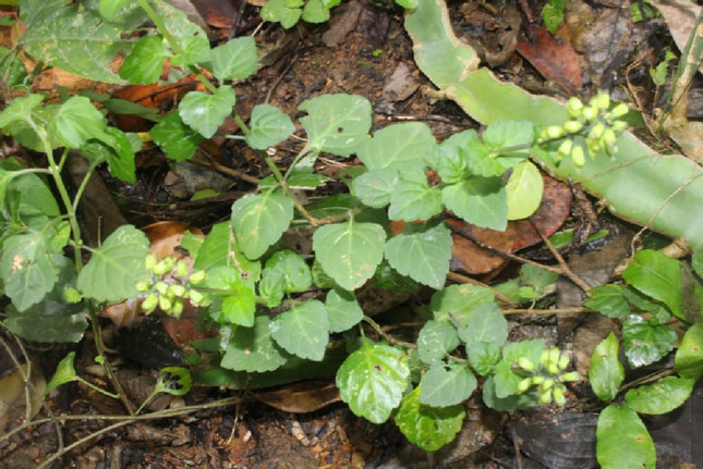 Thuốc trúng hay Rau phong luân nhỏ - Clinopolium gracile . Ảnh: P.C.T