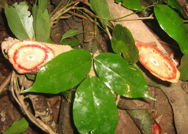 “Kê huyết đằng Sơn Trà” hay Thàn mát Nam Bộ - Callerya cochinchinensis. Ảnh: P.C.T