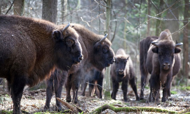 Rừng nguyên sinh Białowieża rộng 141,885 ha giữa Ba Lan và Belarus “tan hoang” , bò rừng châu Âu dần co cụm vì mất đất sống.