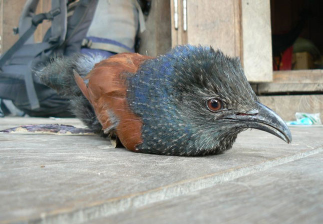 Nhiều loài chim bị săn bắn tới mức báo động tuyệt chủng.