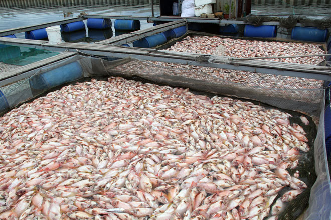 Hàng chục tấn cá nuôi bè ở quận Ngũ Hành Sơn bị chết trắng chưa rõ nguyên nhân, song nguyên nhân do dịch bệnh được loại trừ.