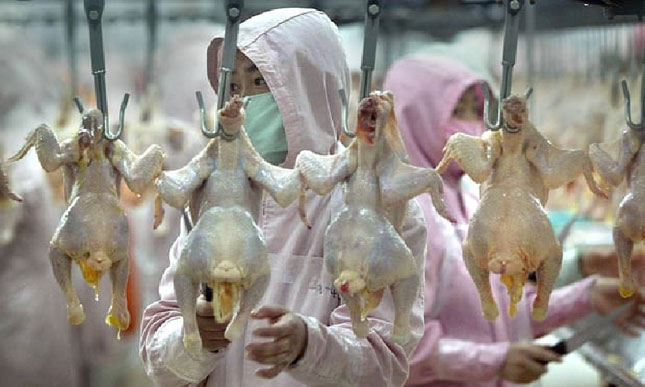 Sản xuất thịt ở châu Á bị cho là lạm dụng kháng sinh.