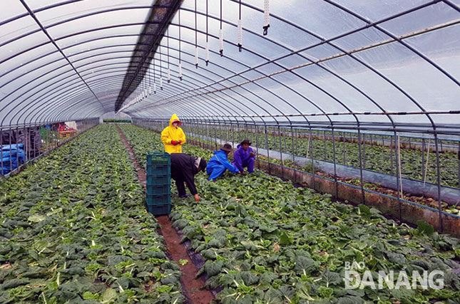 Nông dân huyện Hòa Vang đang học kỹ thuật chăm sóc và thu hoạch cải trong trang trại nhà kính tại quận Yeongyang, tỉnh Gyeongsangbuk, Hàn Quốc.						        Ảnh: Nhân vật cung cấp