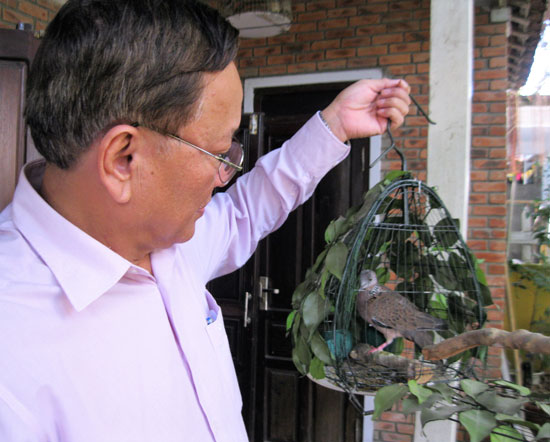 Với ông Nguyễn Minh Trí, chơi chim cu là cả một nghệ thuật. 