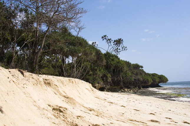 Rùa biển dần mất nơi sinh sản bởi bãi biển đã bị hút cát quá mức.