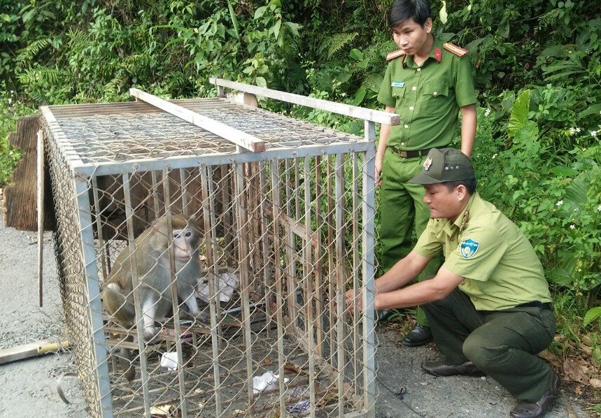 Lực lượng chức năng tiến hành thả khỉ về môi trường tự nhiên.